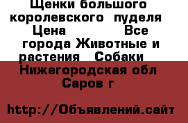 Щенки большого (королевского) пуделя › Цена ­ 25 000 - Все города Животные и растения » Собаки   . Нижегородская обл.,Саров г.